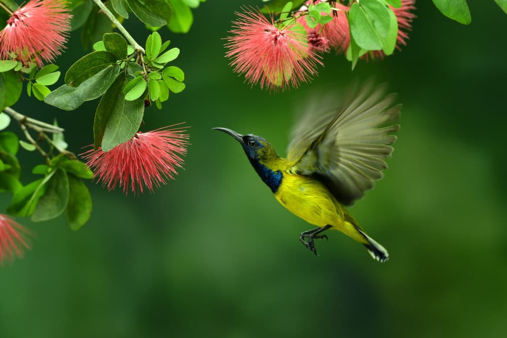 Vibrant Sunbird Flight by Edy Pamungkas — canvas wall art