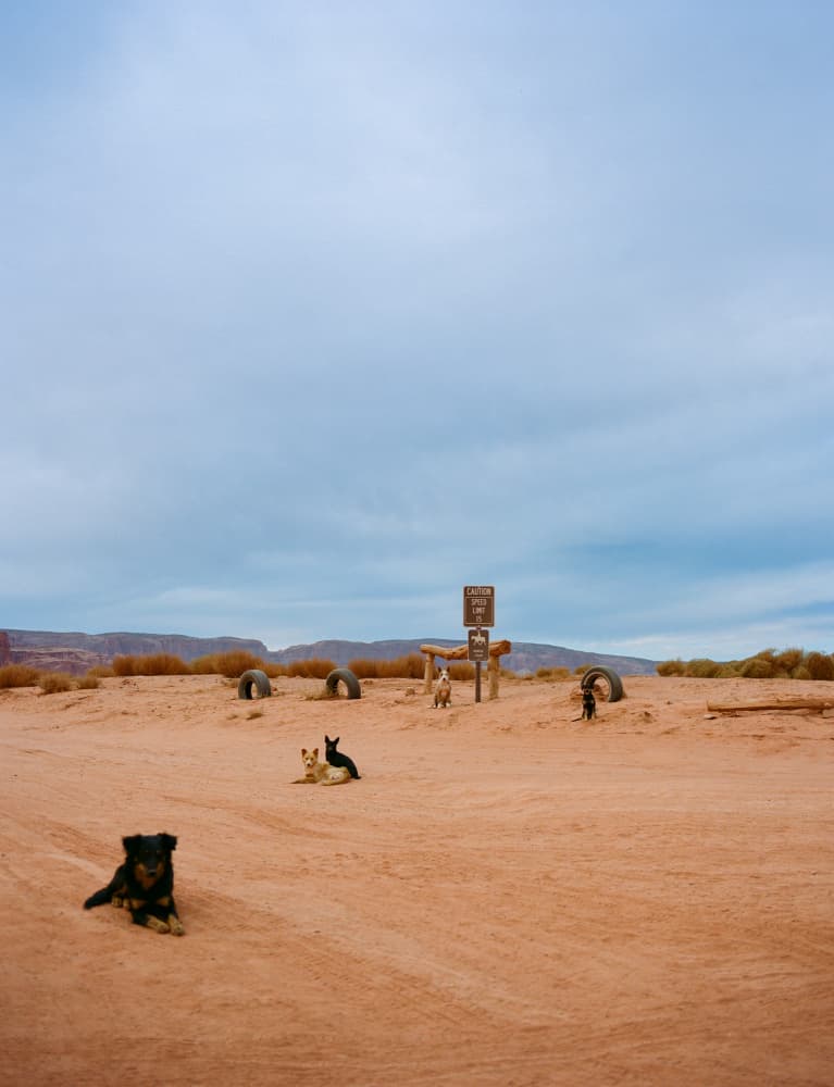 Desert Dogs Landscape by Bethany Young — canvas wall art