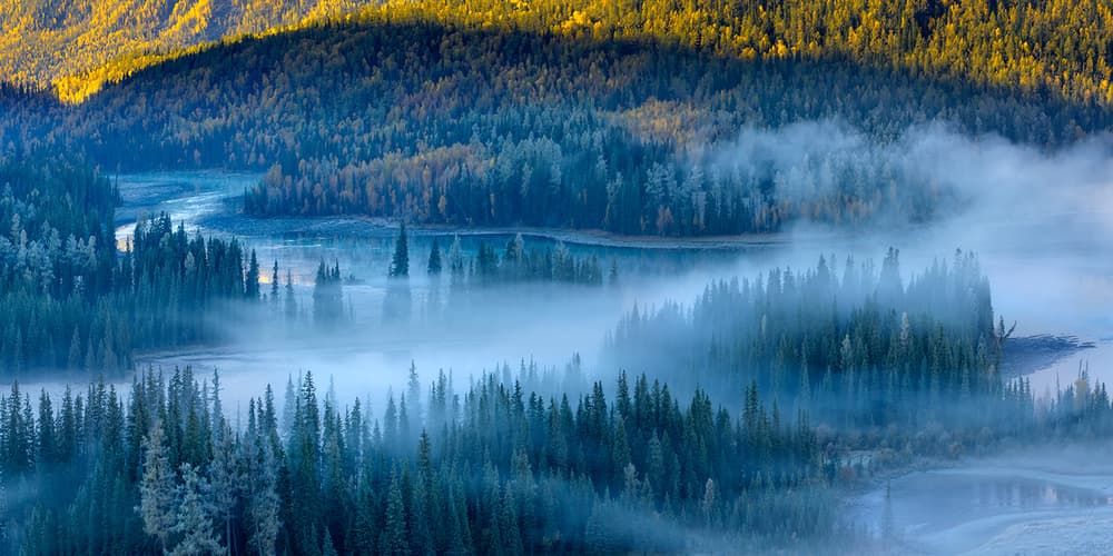 Misty Forest Morning by Hua Zhu — canvas wall art