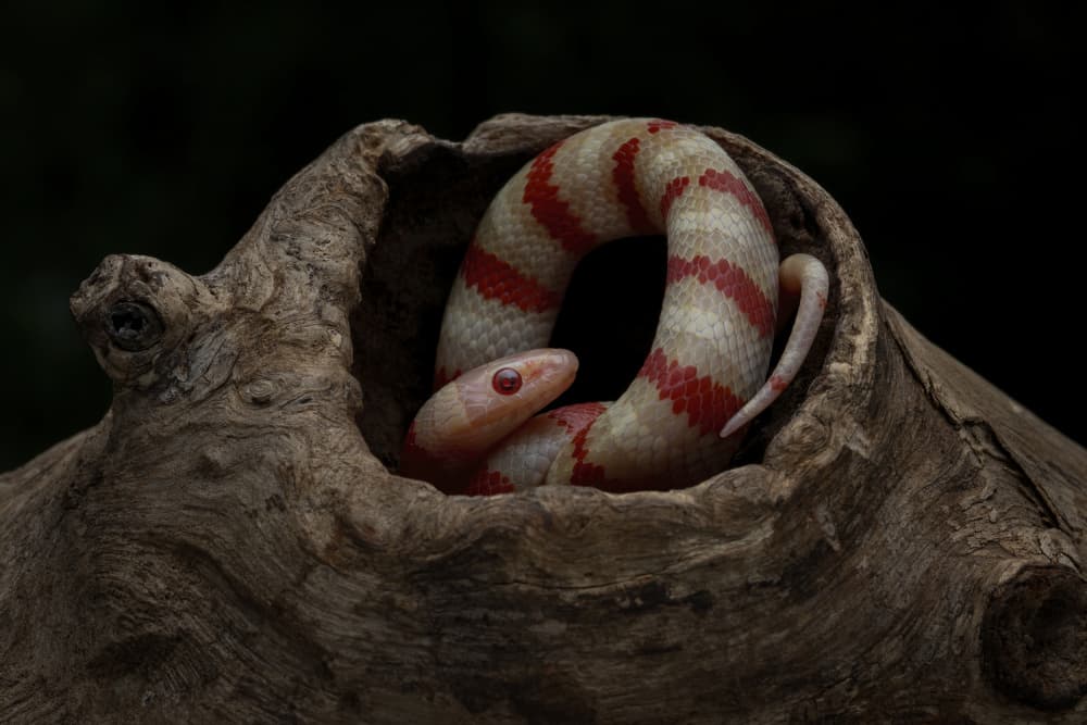 Resting Red Striped Snake by Tantoyensen — canvas wall art