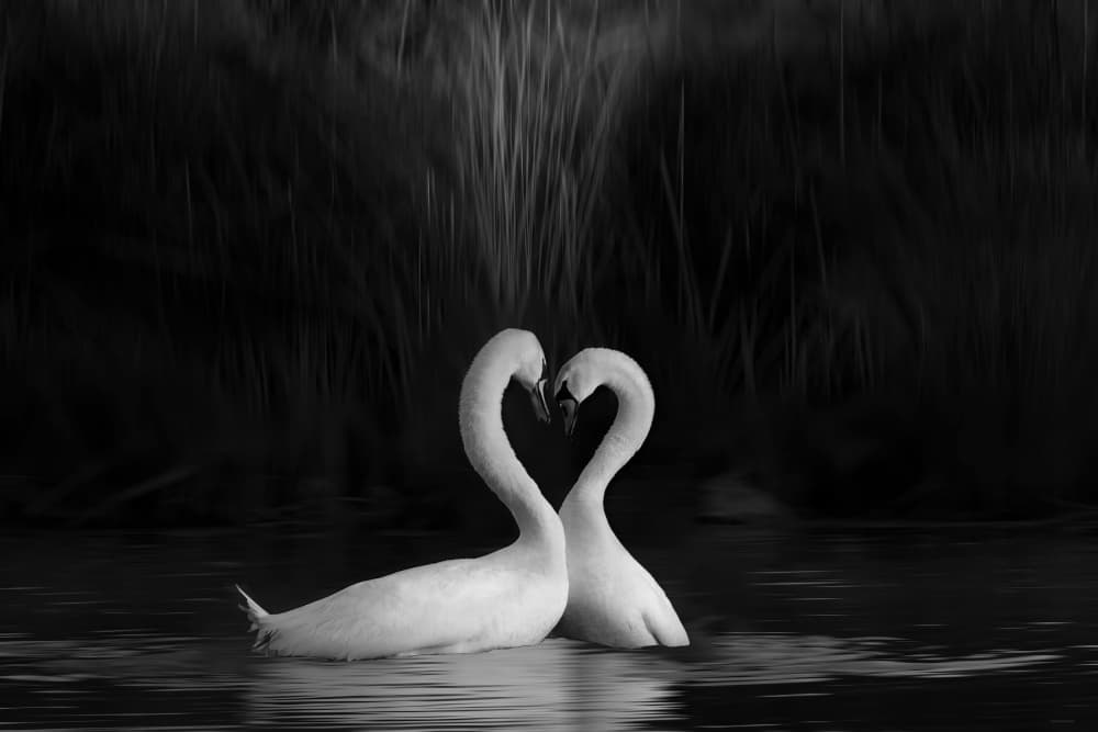 Loving Swans Embrace by DonnaHom APA — canvas wall art