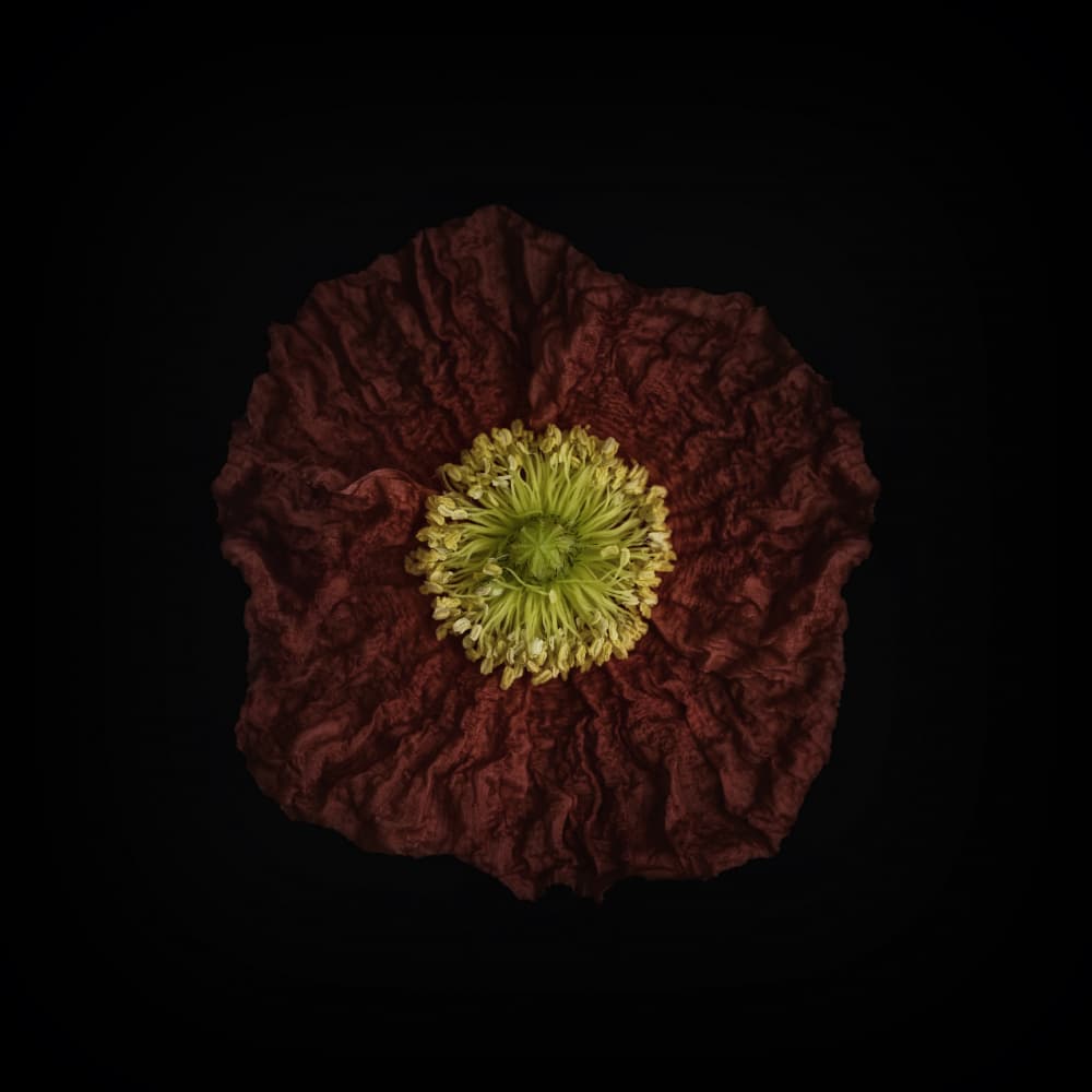 Moody Poppy Bloom by Lotte Grønkjær — canvas wall art