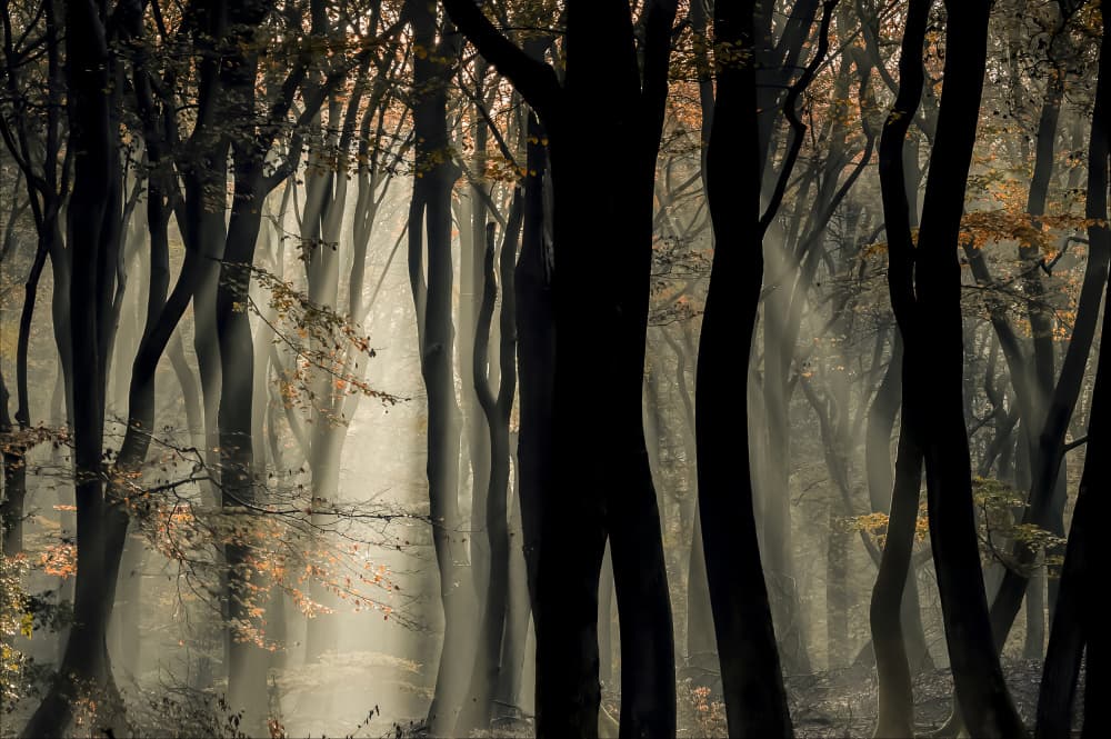 Misty Forest Light by Chris Coenders — canvas wall art