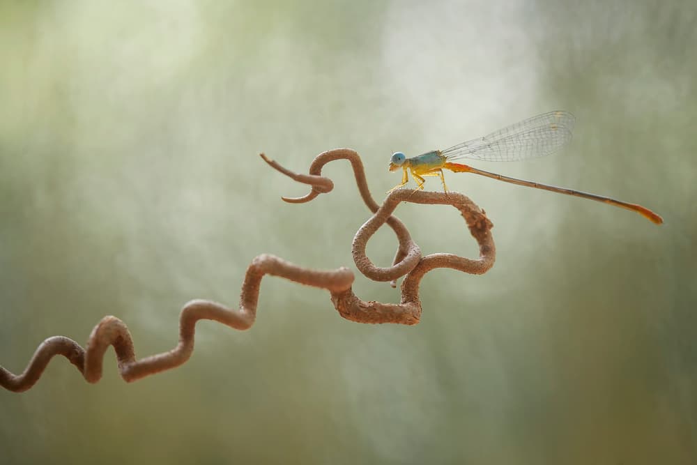 Damselfly On Curly Vine by Abdul Gapur Dayak — canvas wall art