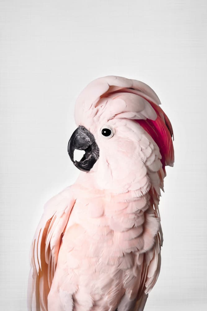 Pink Cockatoo by Kathrin Pienaar — canvas wall art