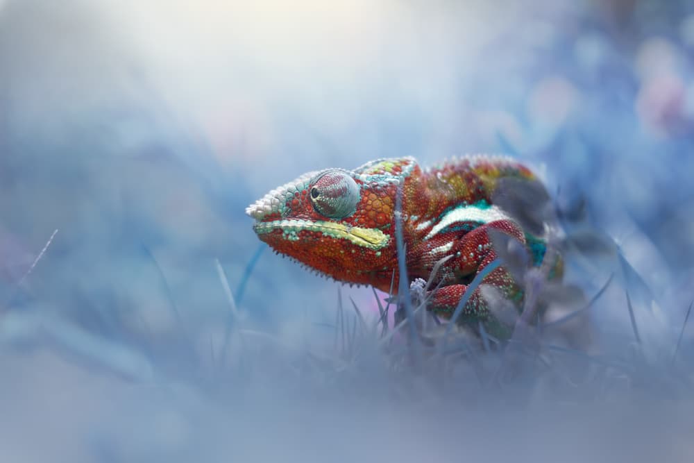 Vibrant Chameleon Dream by Andri Priyadi — canvas wall art