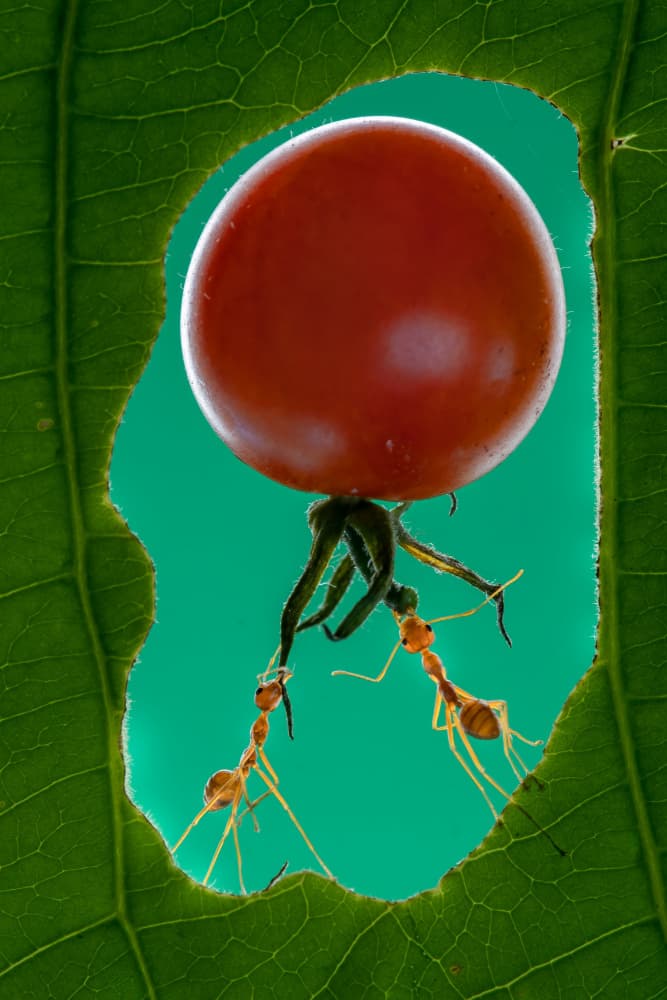 Ants Carrying Red Tomato by Ajar Setiadi — canvas wall art