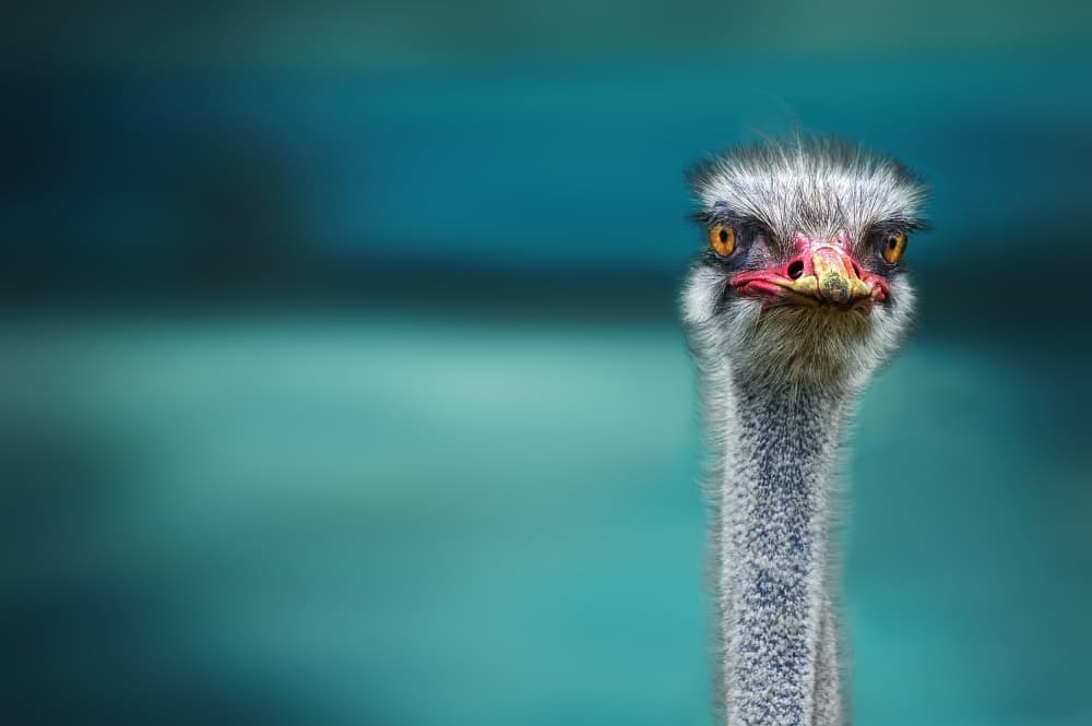 Curious Ostrich Portrait by Piet Flour — canvas wall art
