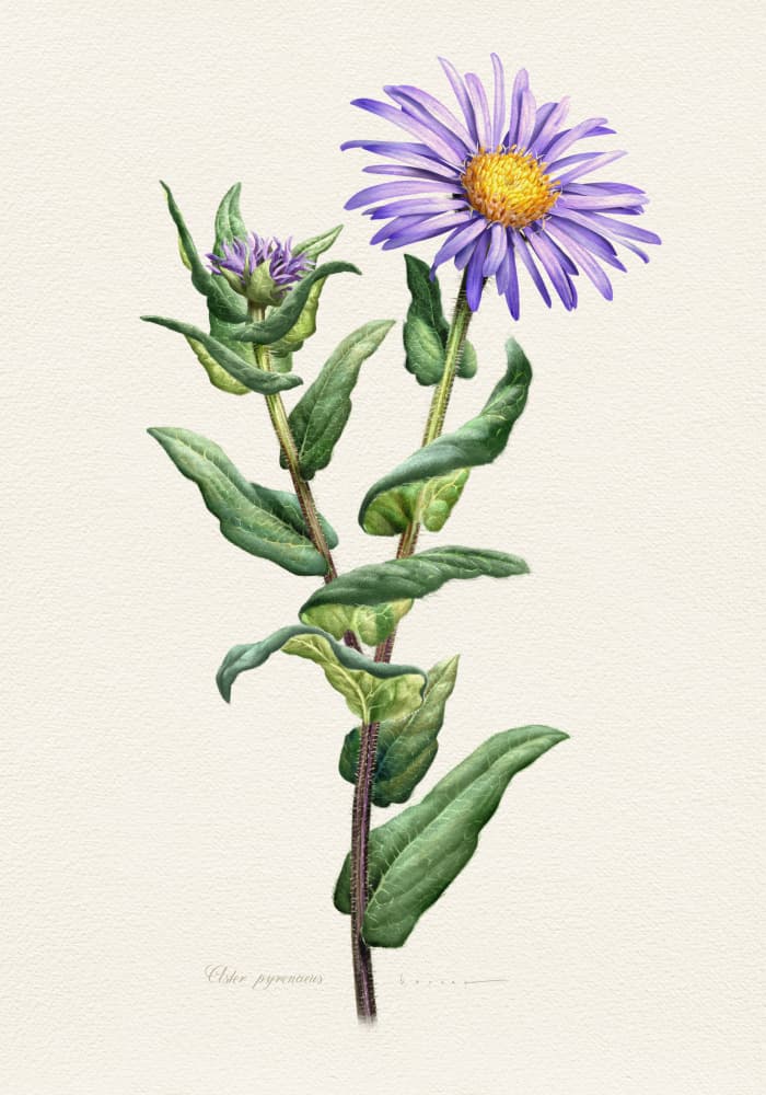 Purple Aster Botanical Study by Juan Hernaz — canvas wall art