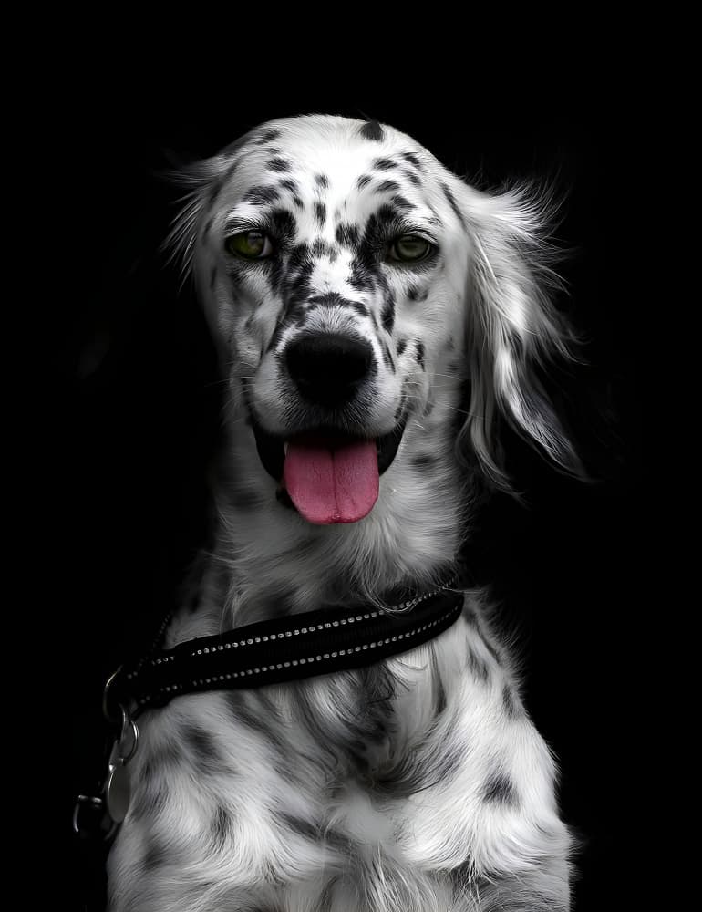 Happy Spotted Setter by Karim Al Thahaby — canvas wall art
