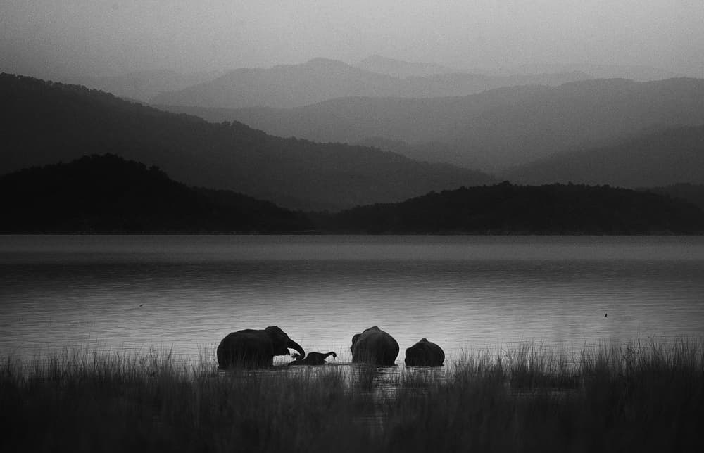 Elephant Family Lake Mountains by swapnil deshpande — canvas wall art