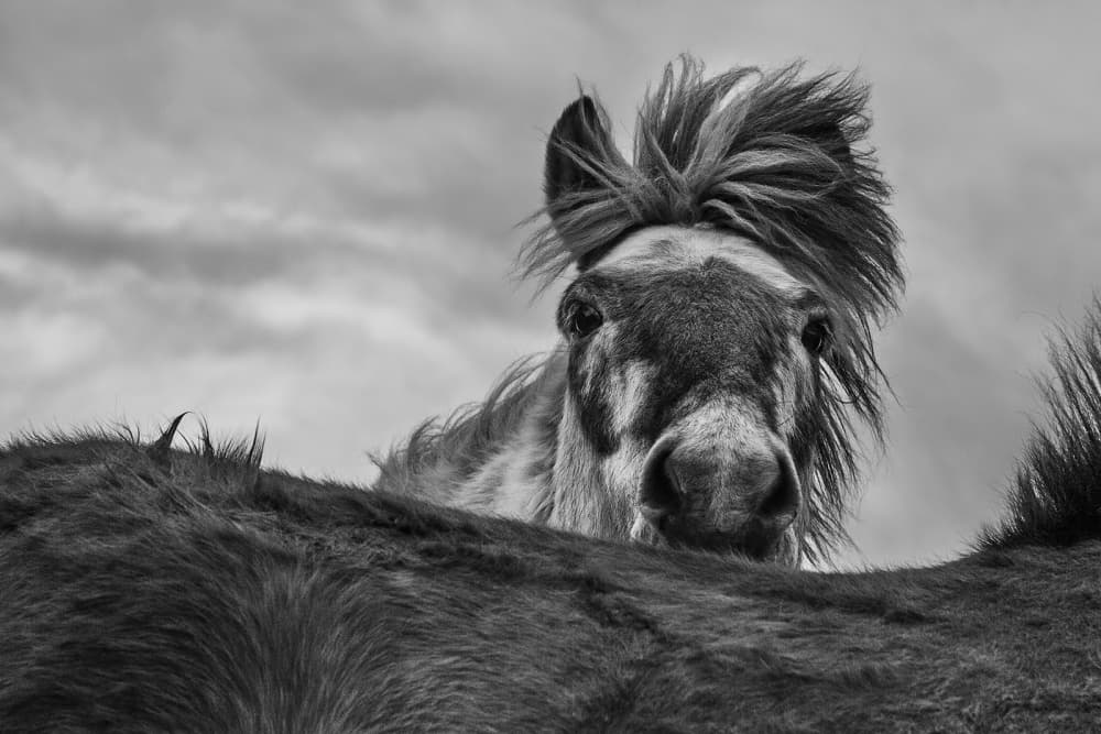 Curious Horse Wild Mane by Bragi Ingibergsson - BRIN — canvas wall art