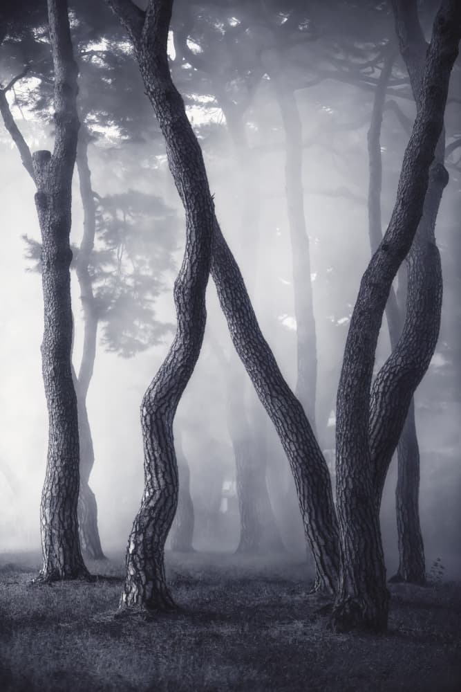 Misty Winding Pines by Tiger Seo — canvas wall art