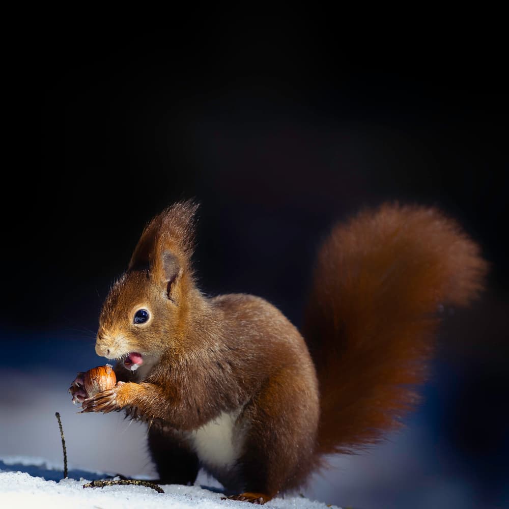 Red Squirrel's Winter Snack by Hannes Bertsch — canvas wall art