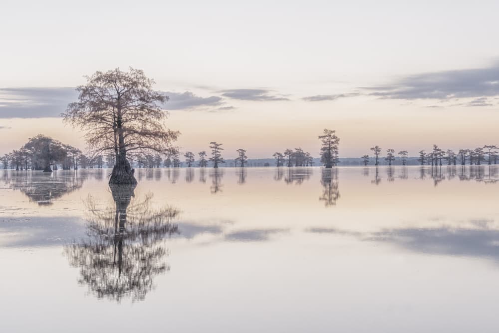 Misty Cypress Reflections by jenny j rao — canvas wall art