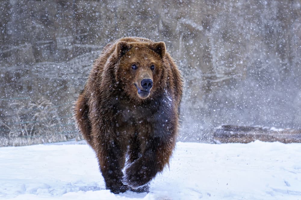 Winter Grizzly Run by Lisa D. Tang — canvas wall art