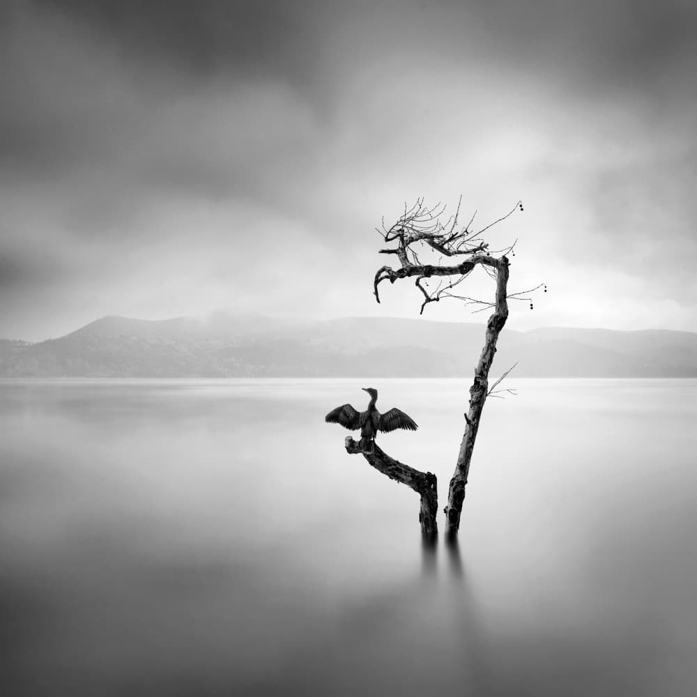 Lone Bird Calm by George Digalakis — canvas wall art