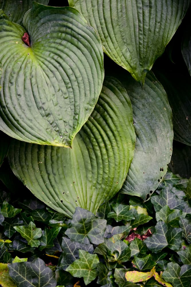 Lush Garden Foliage by Olivia Joy StClaire — canvas wall art