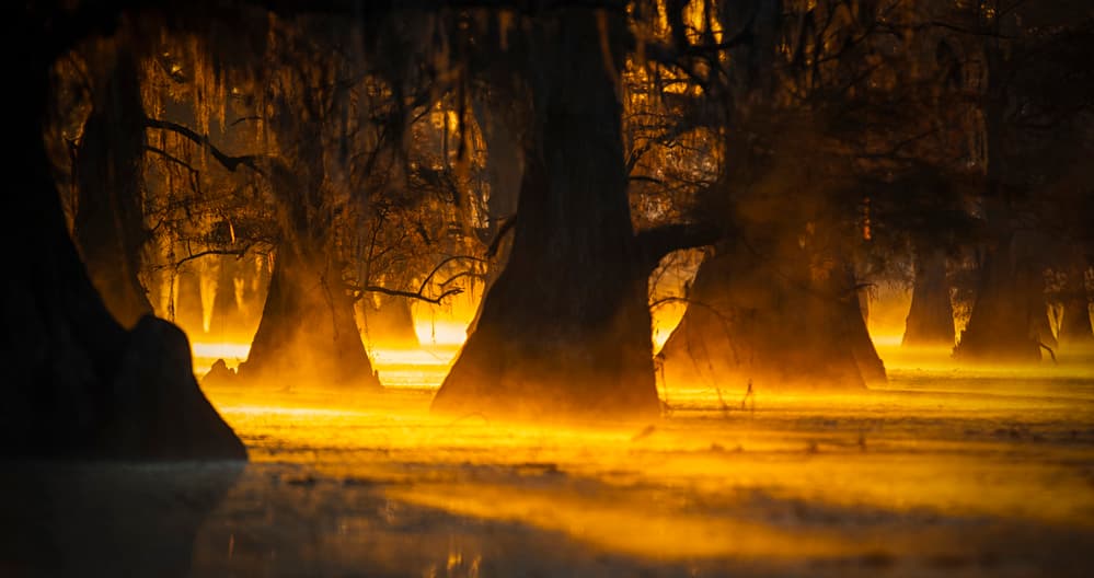 Golden Cypress Morning Mist by Michael Zheng — canvas wall art