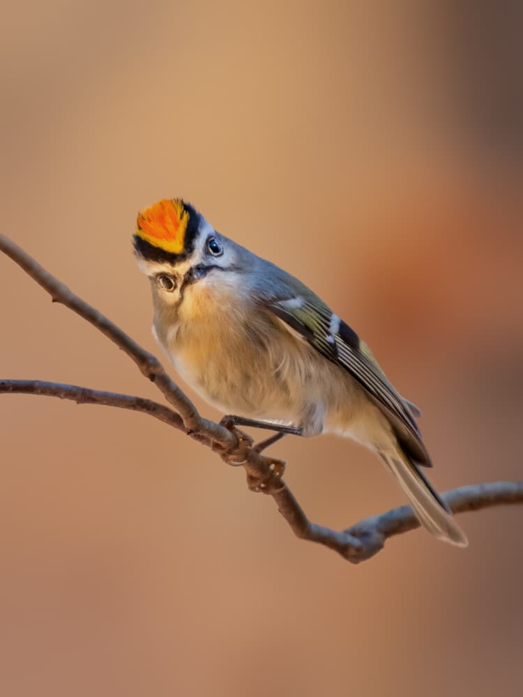 Golden Crowned Bird by Jacob (Jian) Xu — canvas wall art