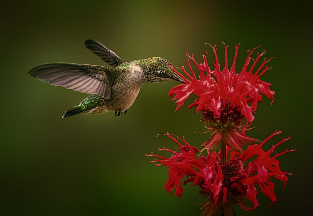 Hummingbird Red Bloom by Ben.C.L — canvas wall art