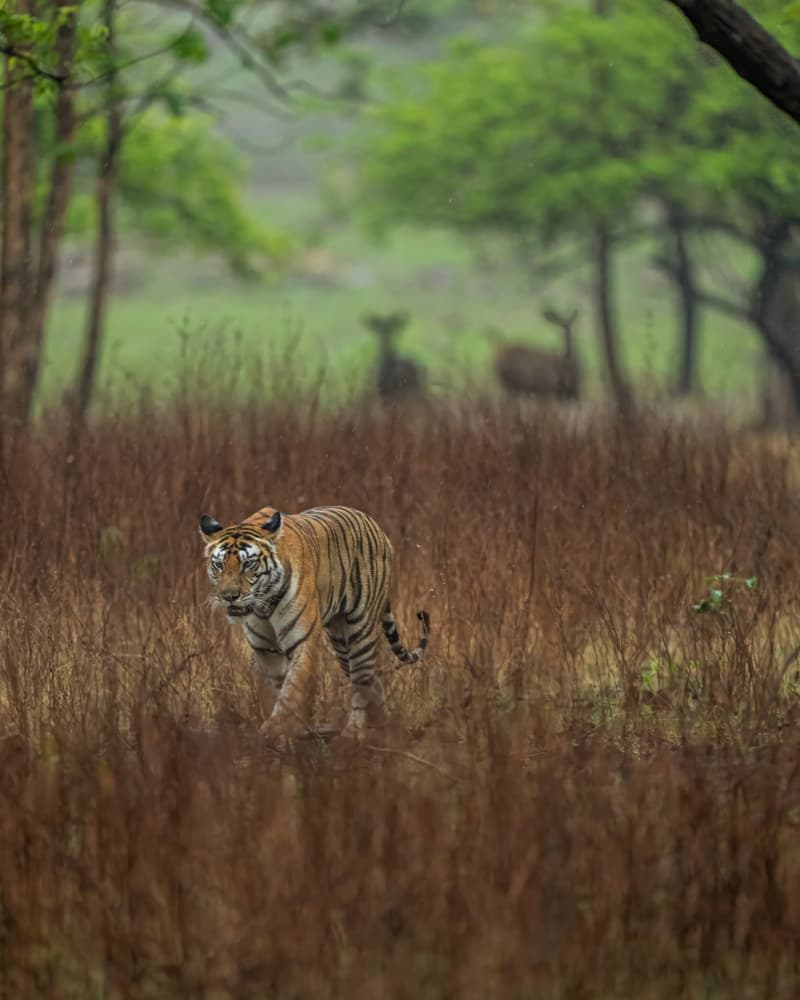 Wild Bengal Tiger Prowl by Yogesh Bhatia — canvas wall art