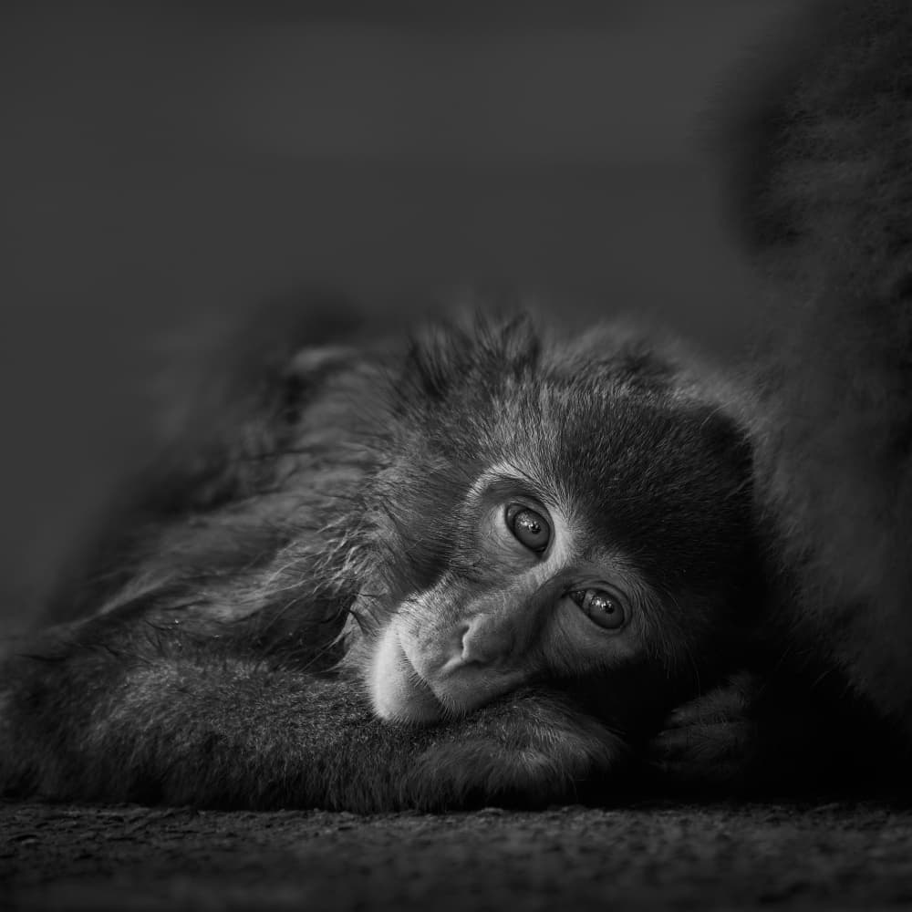 Thoughtful Baby Monkey by Kaisyakuji Yushi — canvas wall art
