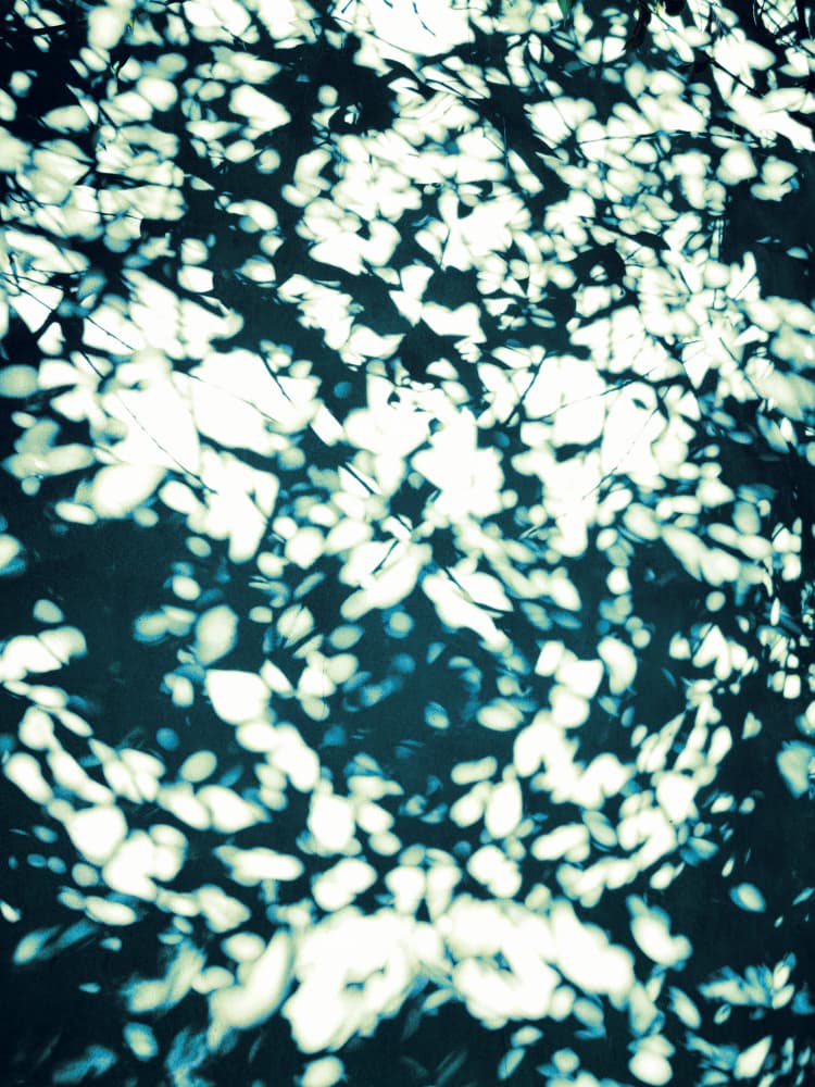 Dappled Light Leaves by Angelo Cerantola — canvas wall art