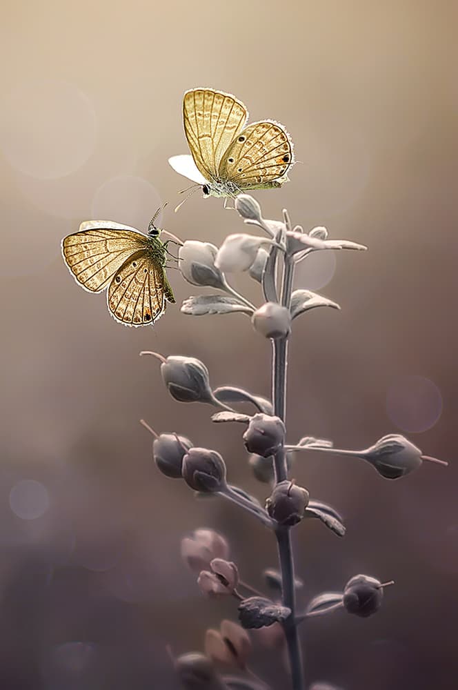 Golden Light Butterflies by Edy Pamungkas — canvas wall art