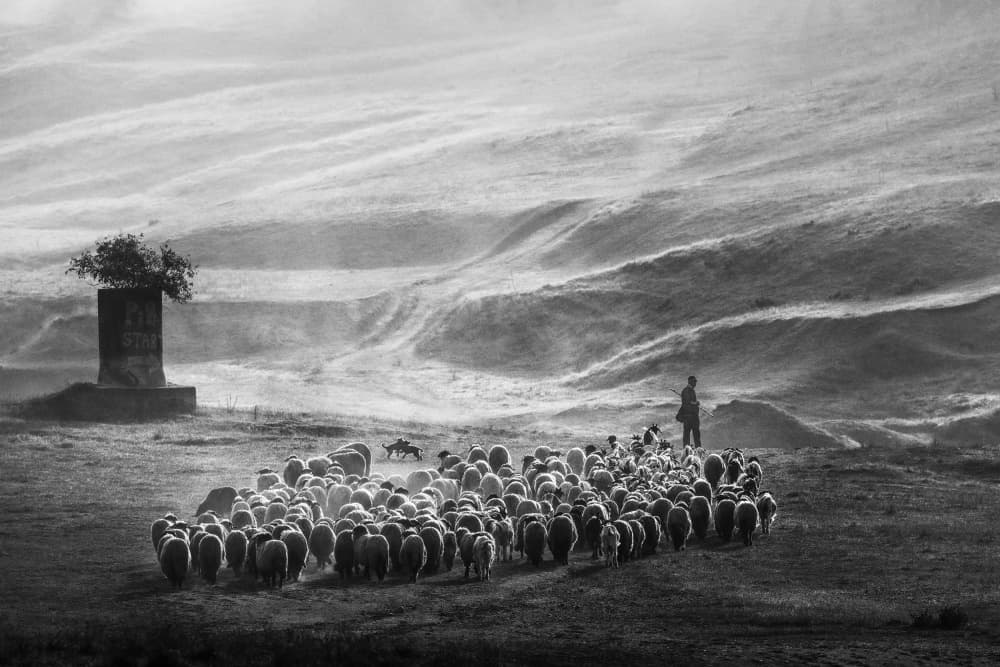 Misty Shepherd And Flock by Sebastian Prioteasa — canvas wall art