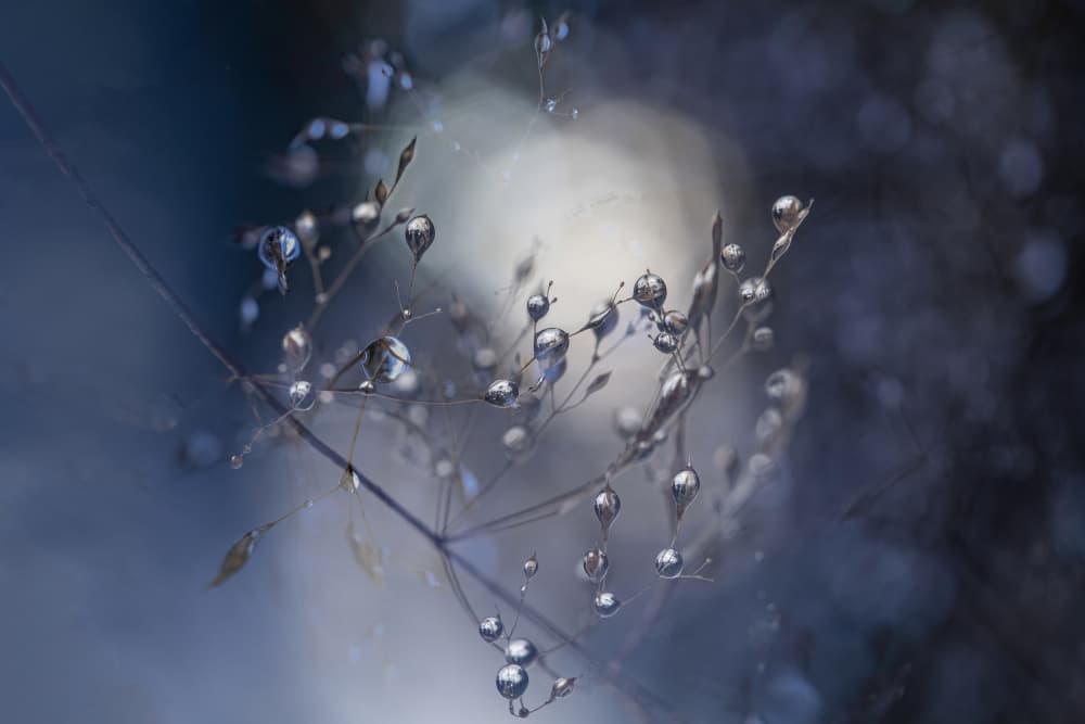 Delicate Dew Drops by Nanda Bussers — canvas wall art