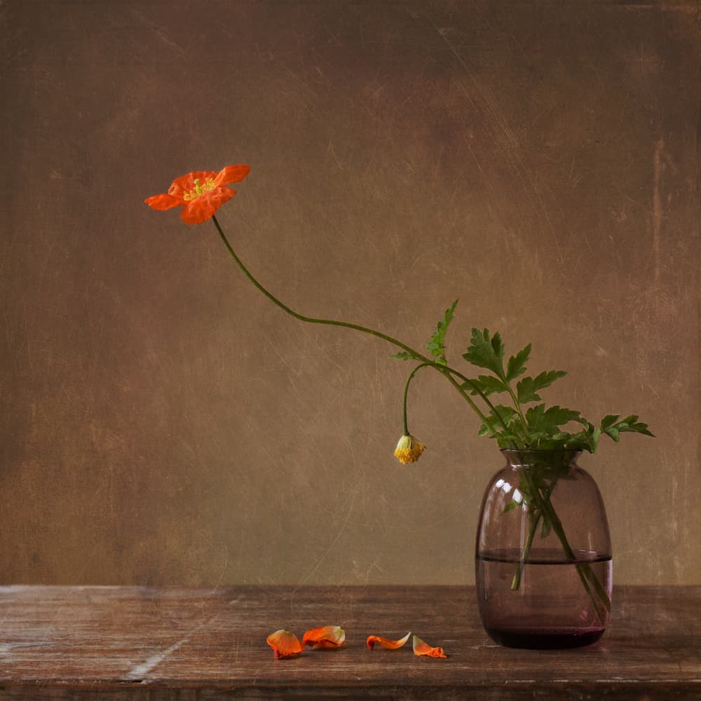 Delicate Poppy Still Life by Galina Bunkova — canvas wall art