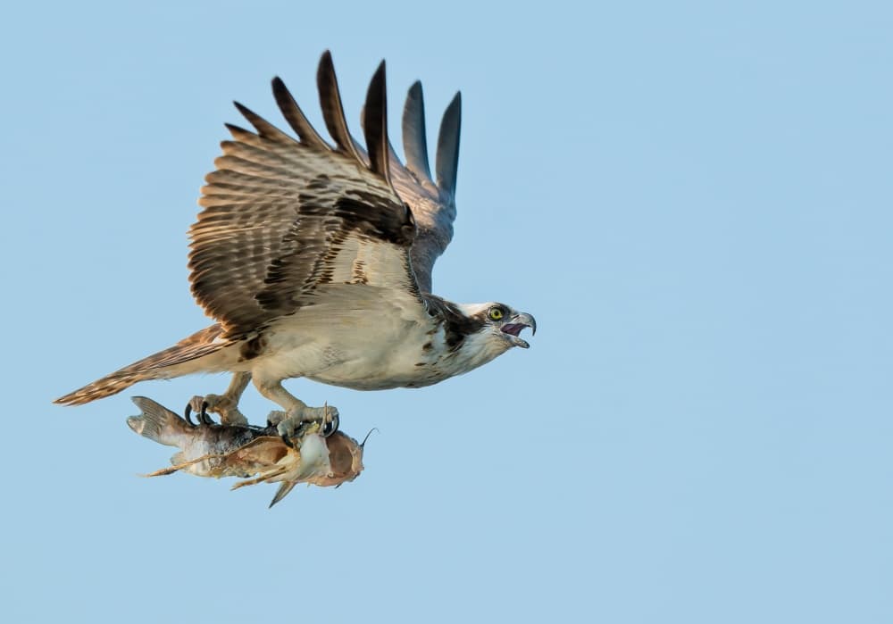 Flying Osprey With Fish by Fabiola Forns — canvas wall art