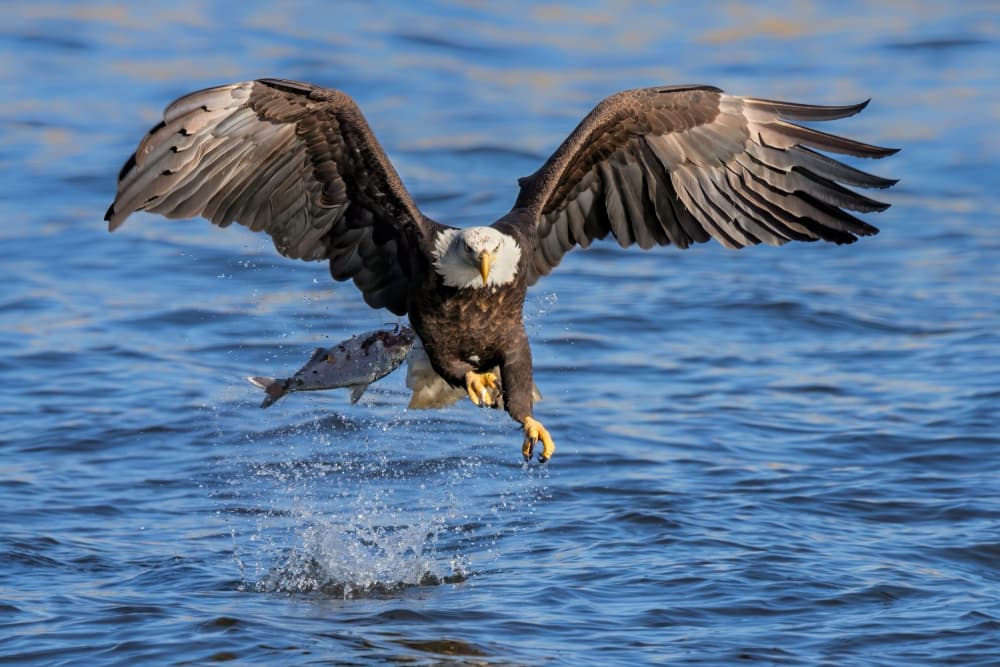 Bald Eagle Fishing by Jun Zuo — canvas wall art
