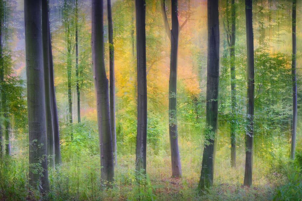 Dreamy Forest Light by Burger Jochen — canvas wall art