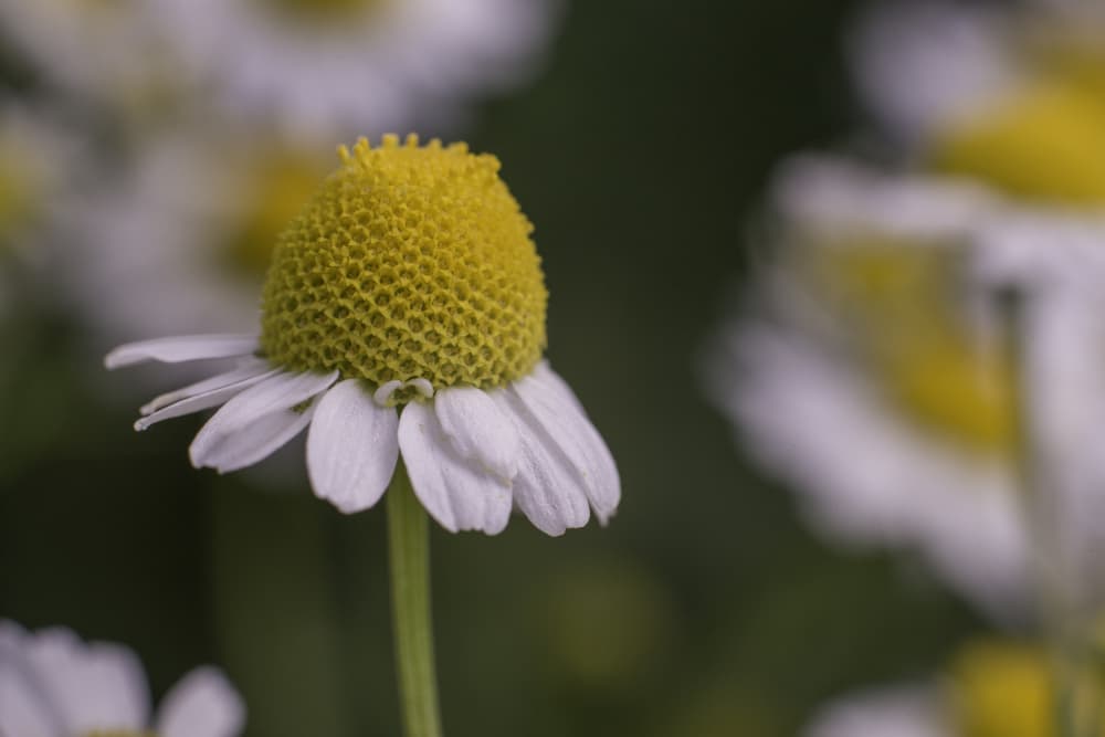 Delicate Chamomile Flower by Javier Pardina — canvas wall art