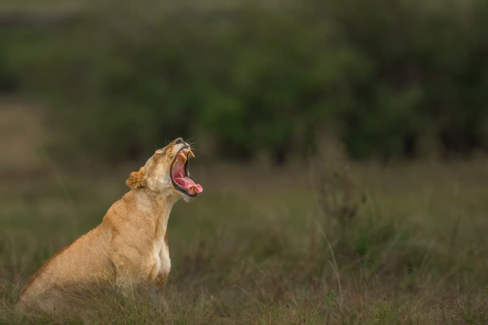 Majestic Lioness Yawn by Yogesh Bhatia — canvas wall art