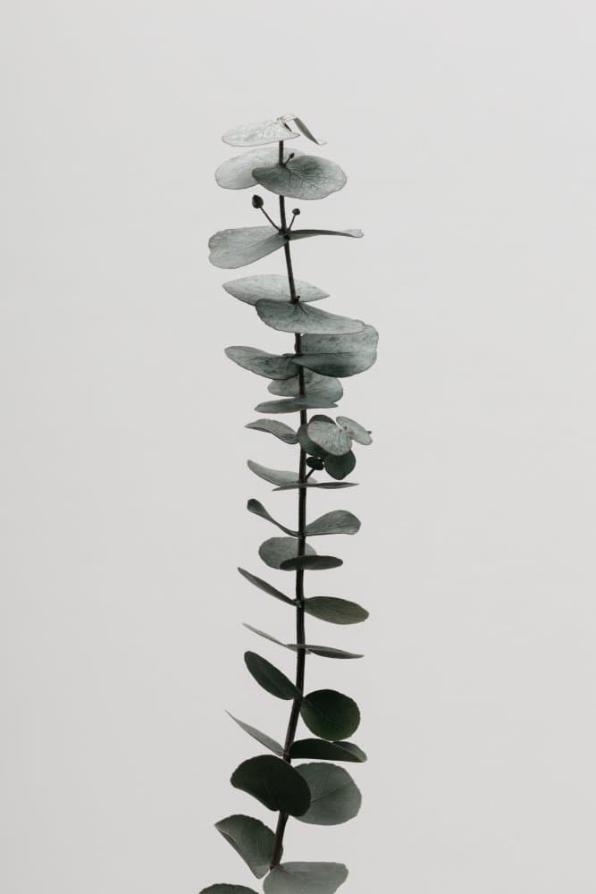 Green Eucalyptus Stem by Pictufy Studio III — canvas wall art