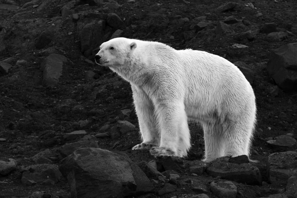 Majestic Arctic Bear by Shobhit Chawla — canvas wall art