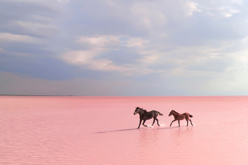 Pink Lake Horses Running by Suleyman Uzumcu — canvas wall art