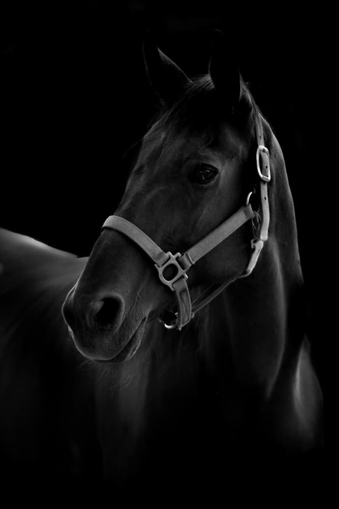 Noble Black Horse by Yuya.T — canvas wall art