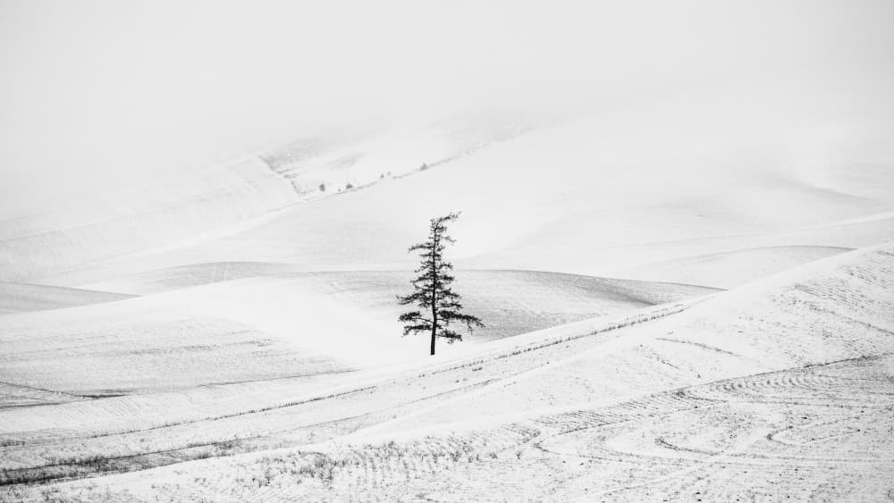 Solitary Winter Tree by Vlad Sadovsky — canvas wall art