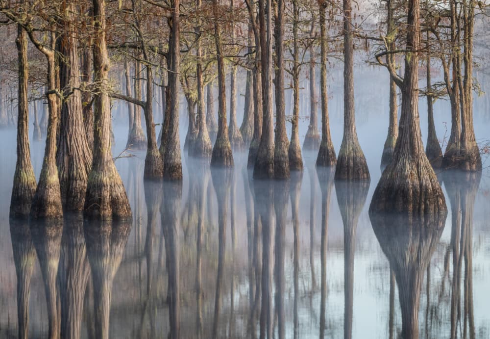 Misty Cypress Swamp by Alexander Lozitsky — canvas wall art