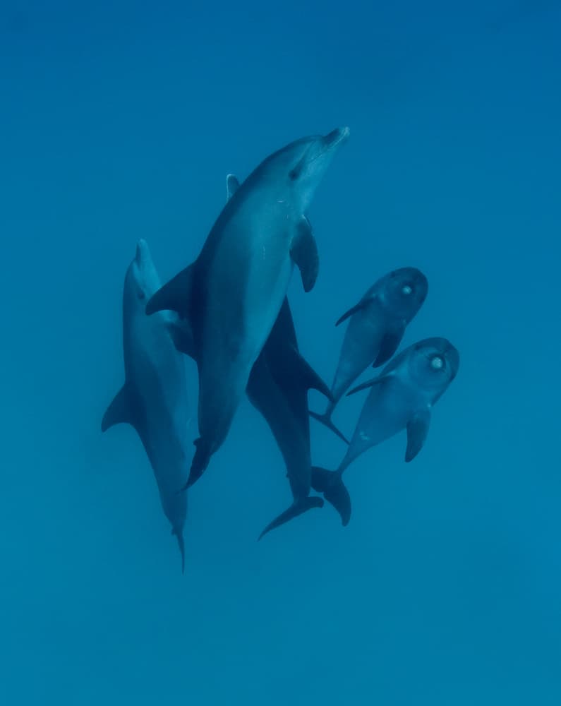 Dolphin Family Underwater by Romano Molinari — canvas wall art