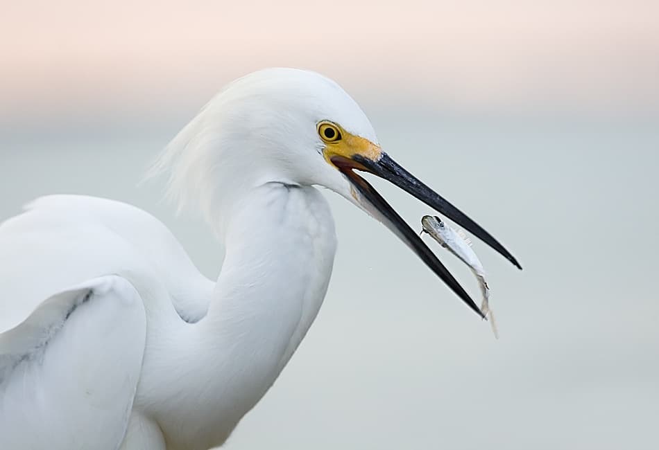 Snowy Egret's Catch by Fabiola Forns — canvas wall art
