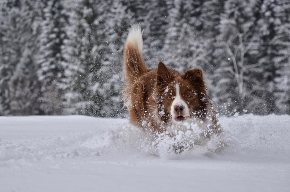 Energetic Dog In Snow by Bojan Kolman — canvas wall art