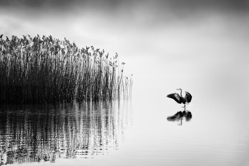 Serene Heron Reflection by George Digalakis — canvas wall art