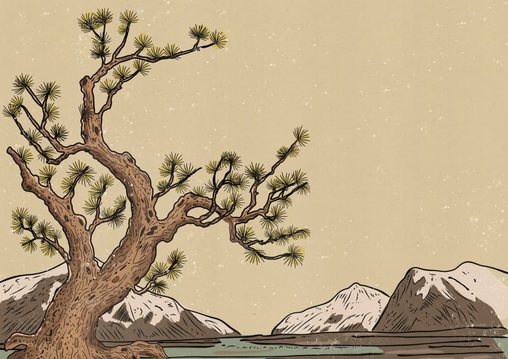 Ancient Pine Landscape