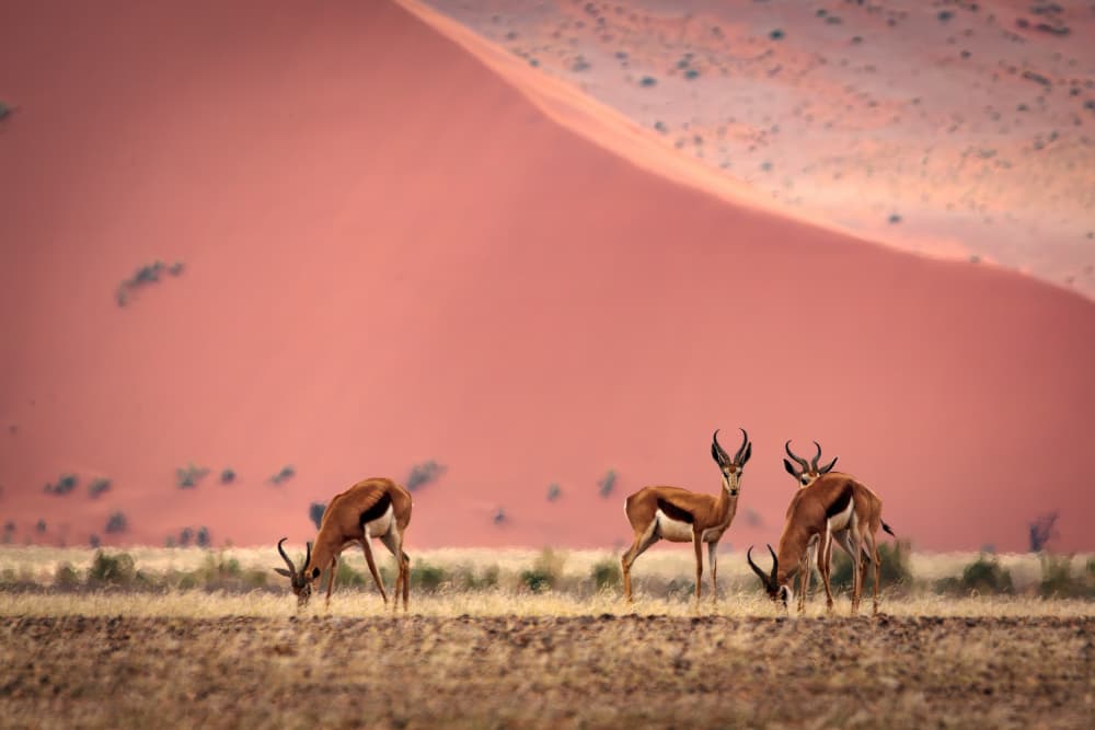 Antelopes on Golden Plains by Franco Farinati — canvas wall art