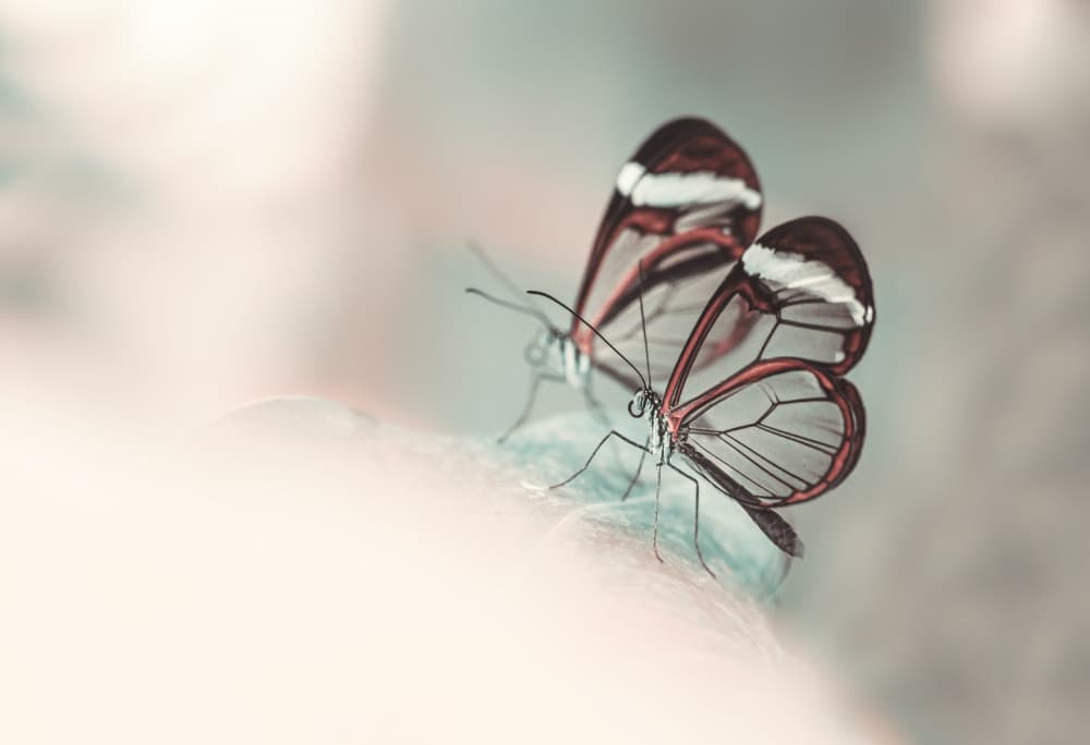 Delicate Glasswing Duo by Oana Vasileniuc — canvas wall art